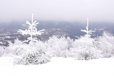 Photo of Picturesque view of trees covered with hoarfrost in snowy mountains on winter day