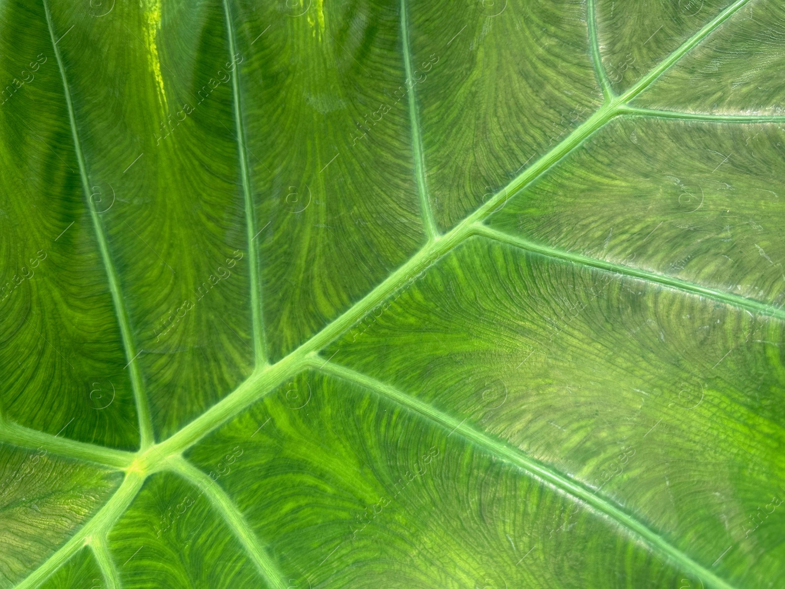 Photo of Beautiful green leaf as background, top view