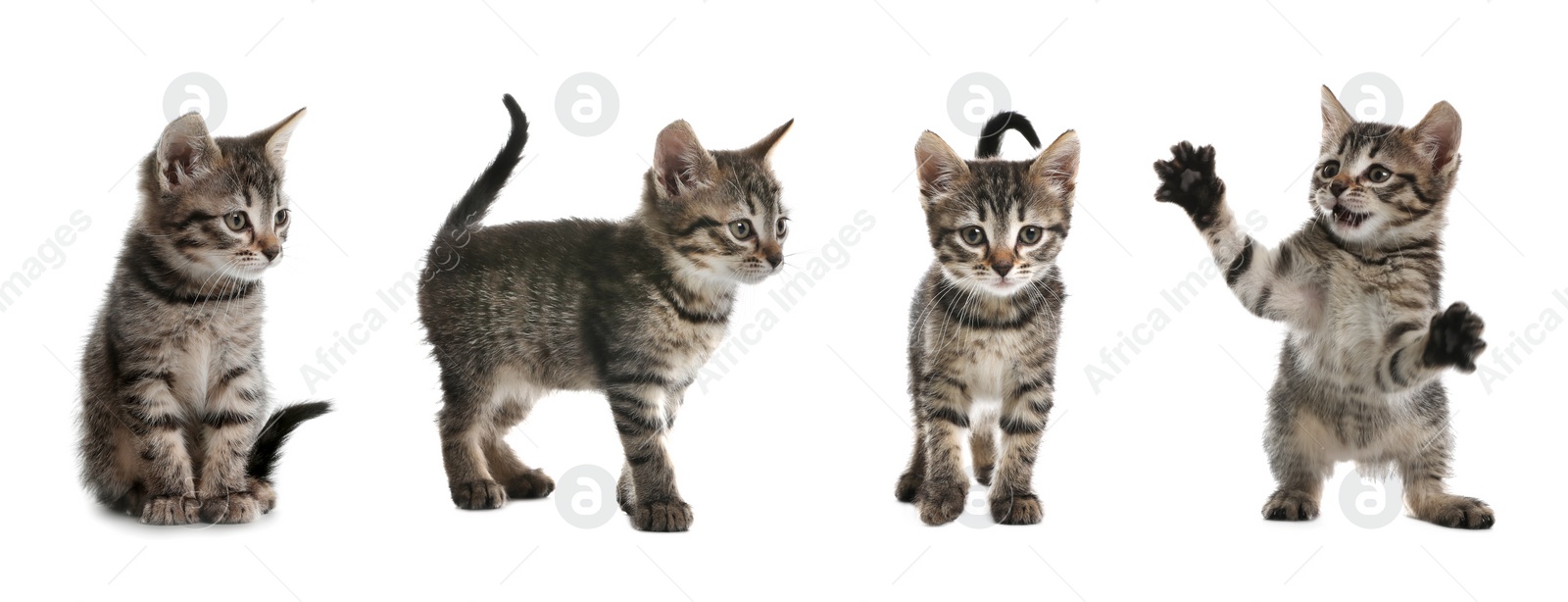 Image of Adorable tabby kittens on white background, collage. Banner design