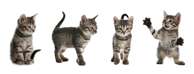 Image of Adorable tabby kittens on white background, collage. Banner design