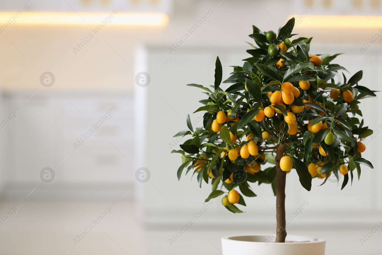 Photo of Kumquat tree indoors, closeup with space for text. Interior design