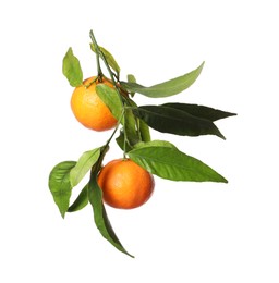 Fresh tangerines with green leaves isolated on white