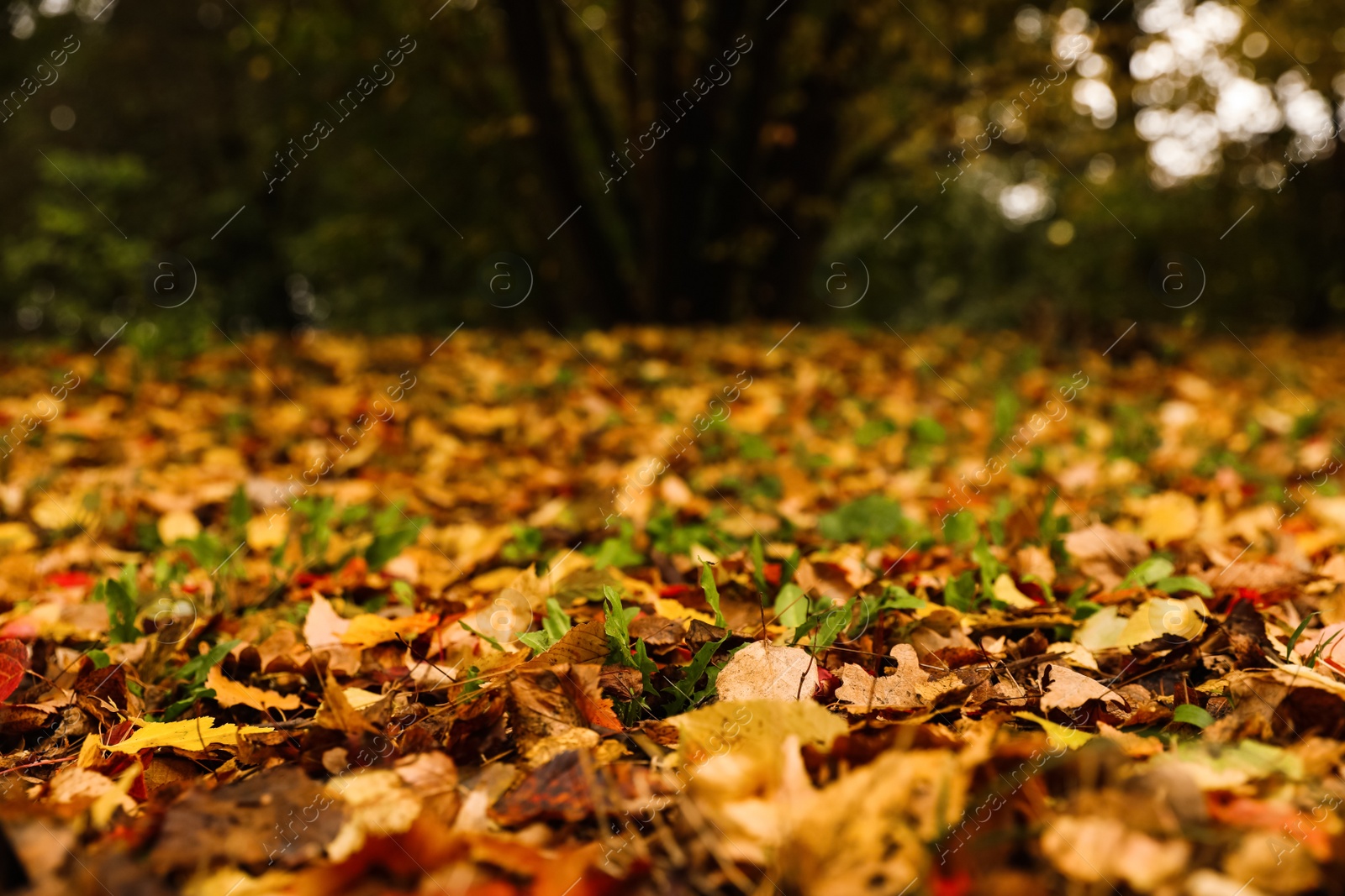 Photo of Dry leaves on ground in forest on autumn day