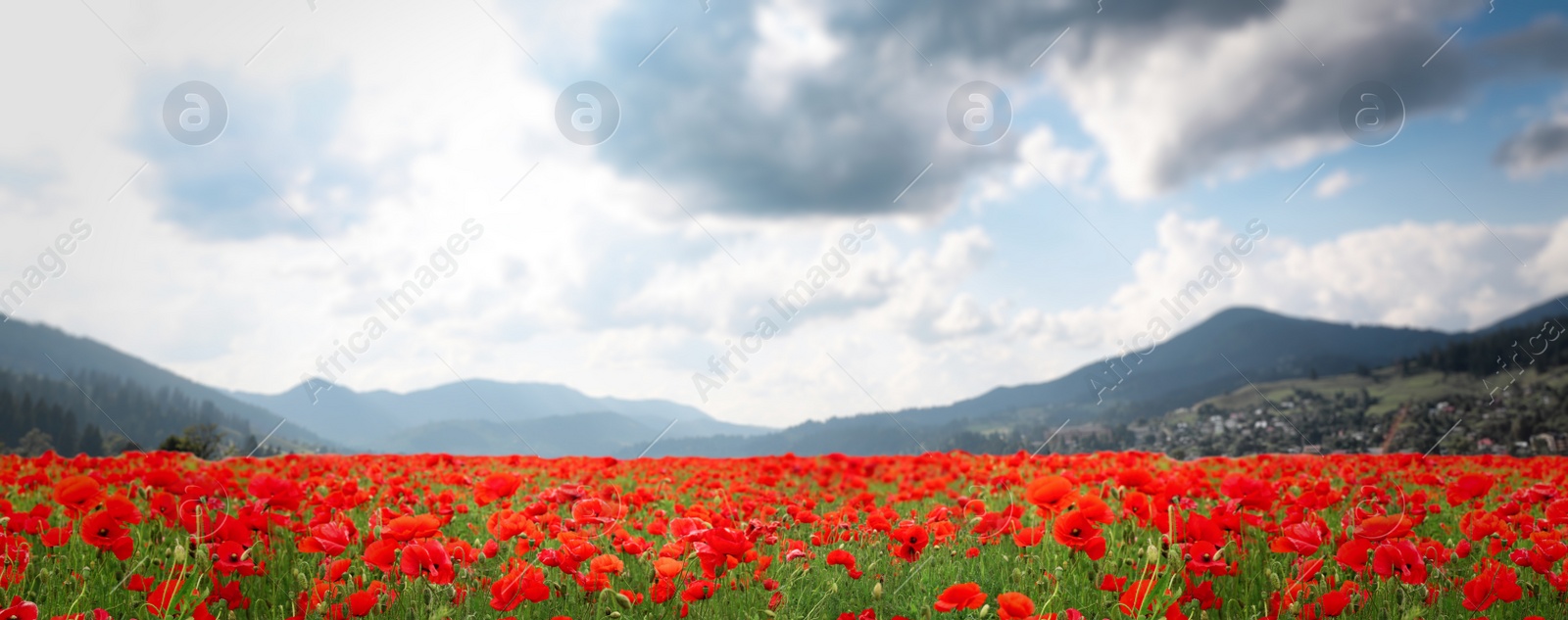 Image of Many blooming poppy flowers on mountain meadow. Banner design