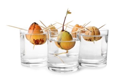 Glasses with sprouting avocado pits on white background