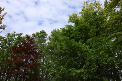 Photo of Many different beautiful trees outdoors. Spring season