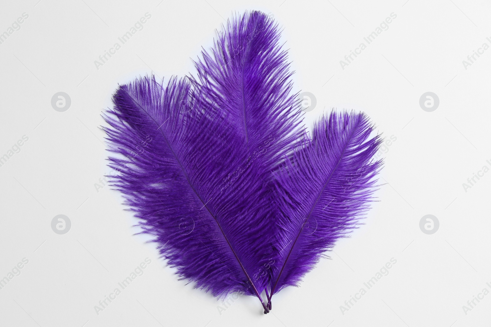 Photo of Beautiful delicate purple feathers on white background