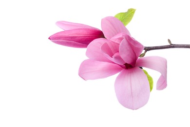 Photo of Beautiful pink magnolia flowers isolated on white