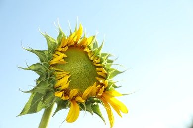 Photo of Beautiful sunflower against blue sky on sunny day. Space for text