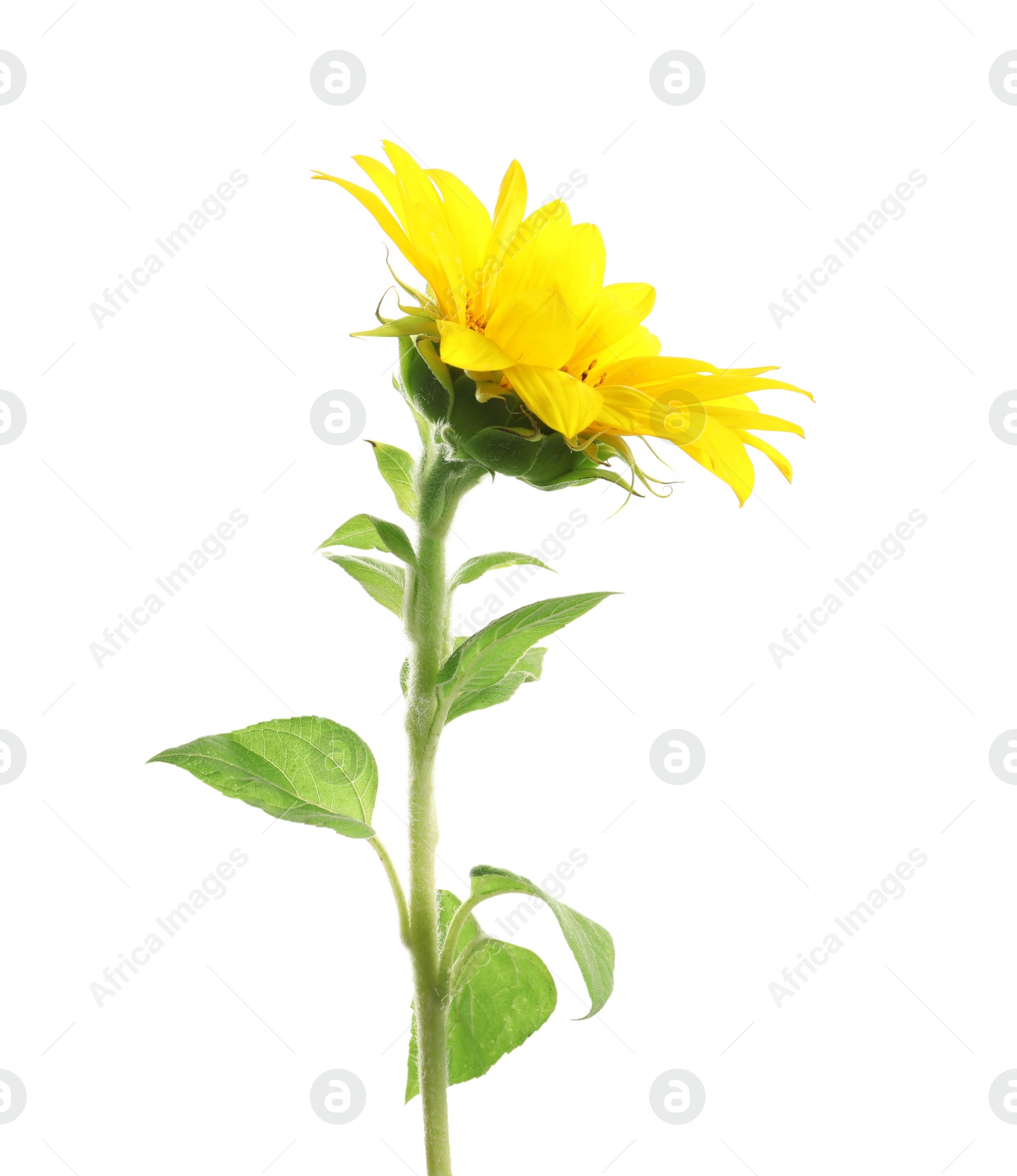 Photo of Beautiful bright yellow sunflower on white background