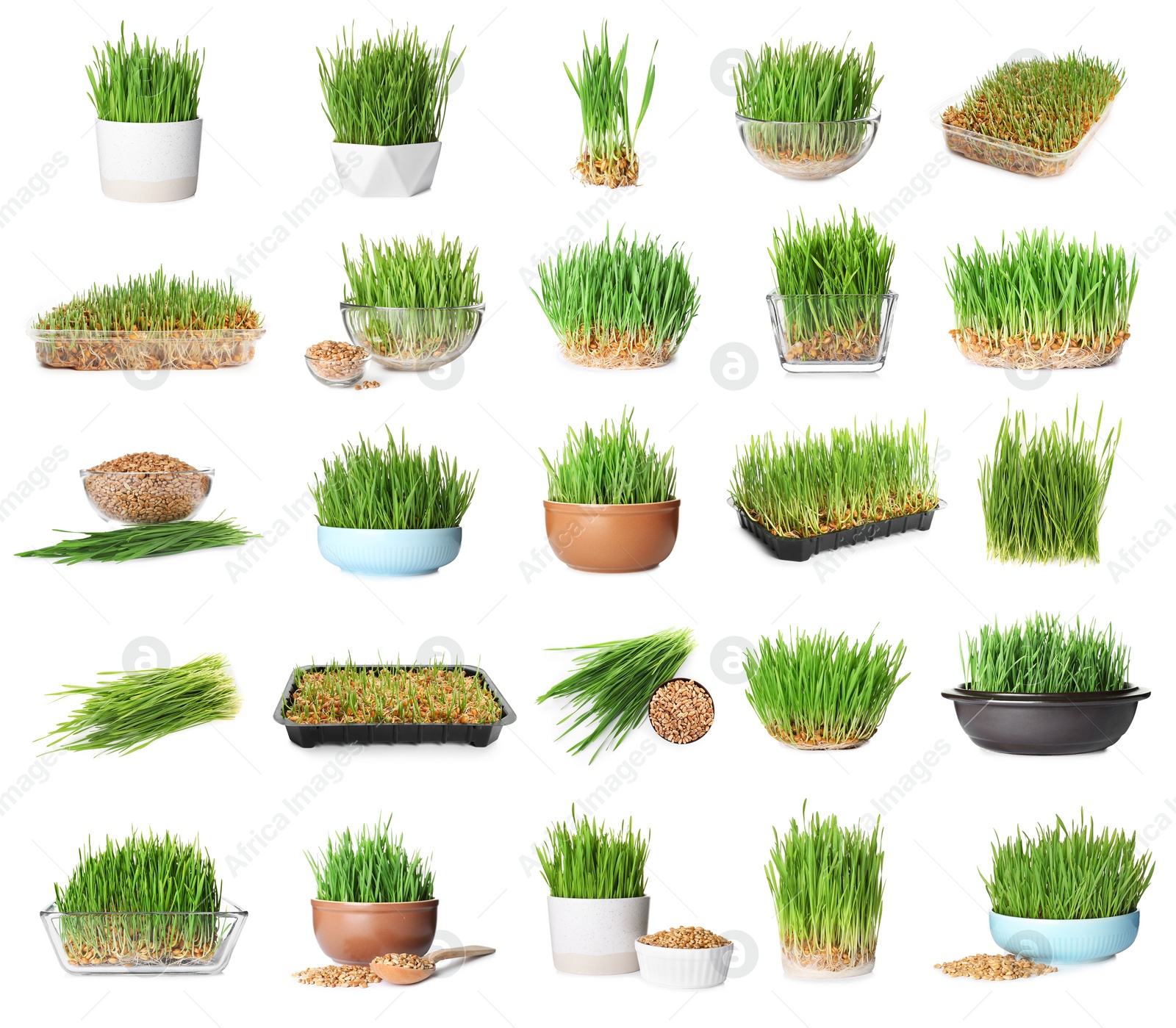 Image of Set with fresh wheat grass on white background