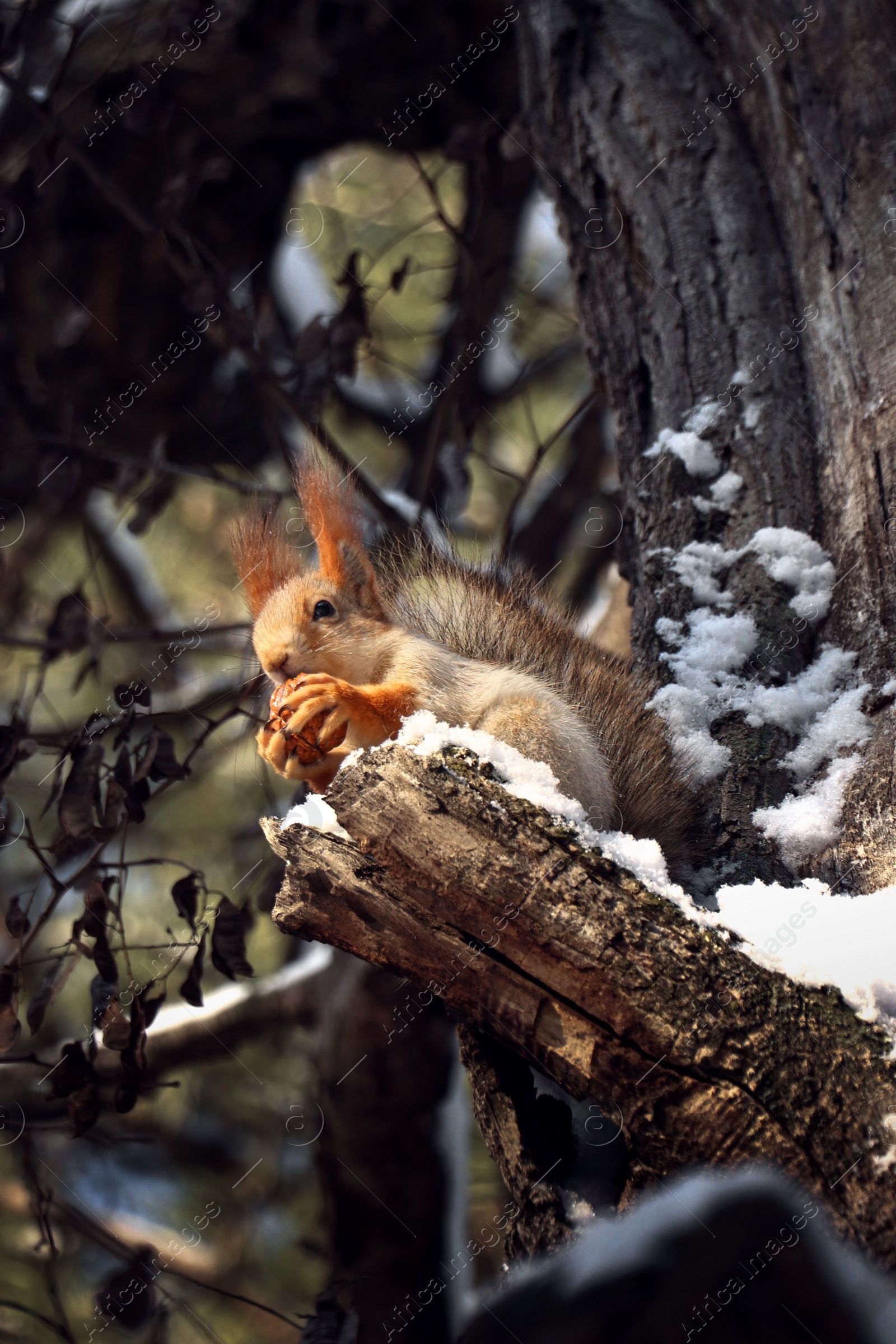 Photo of Cute squirrel with walnut on acacia tree in winter forest