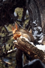 Cute squirrel with walnut on acacia tree in winter forest