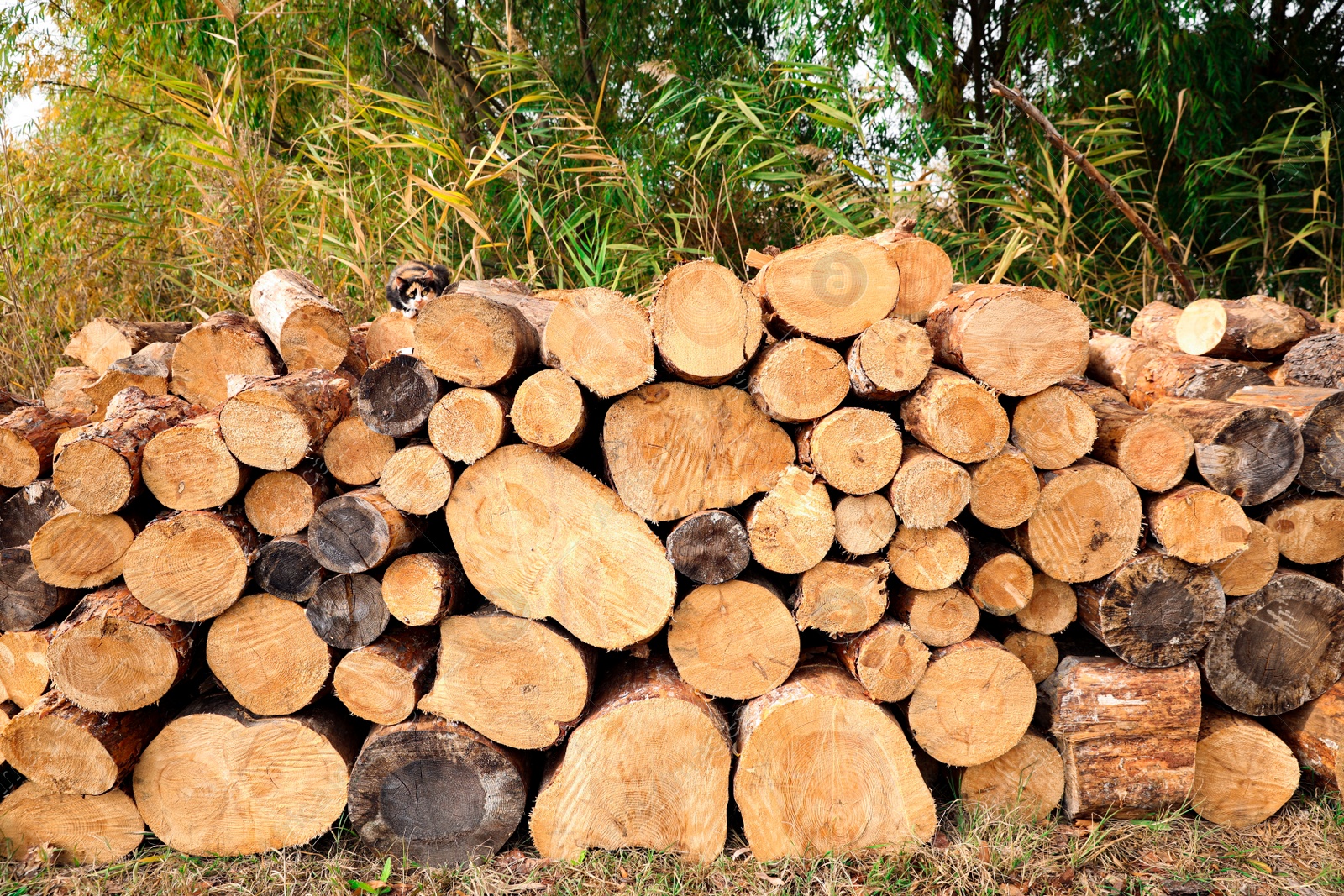 Photo of Stacked firewood on green grass outdoors. Heating in winter