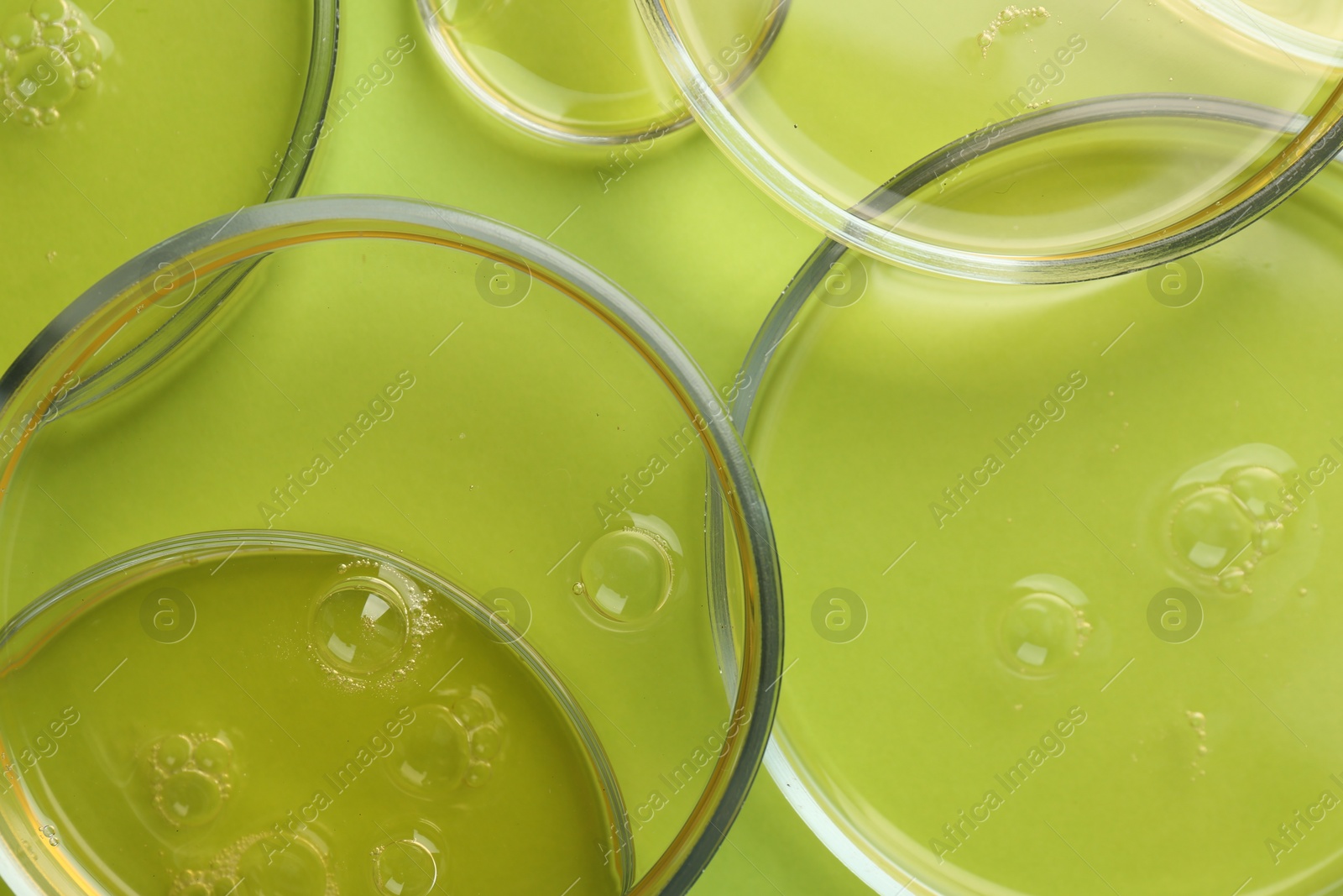 Photo of Petri dishes with liquid samples on green background, top view