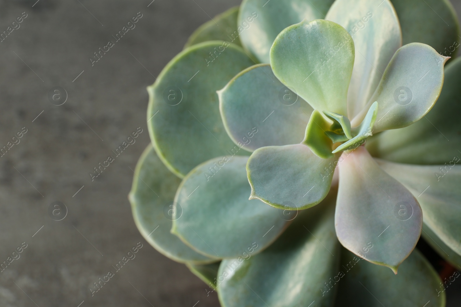 Photo of Beautiful echeveria on grey background, top view. Succulent plant