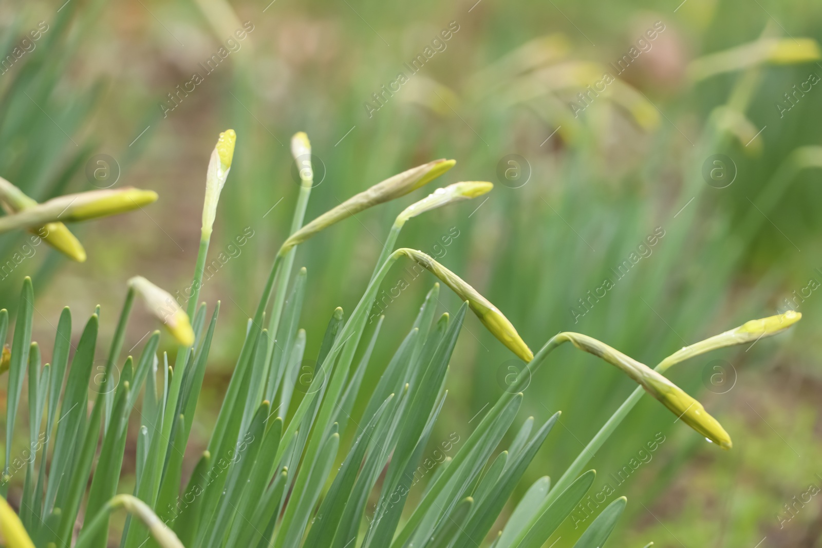 Photo of Beautiful unopened daffodils outdoors on spring day, closeup