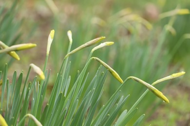 Photo of Beautiful unopened daffodils outdoors on spring day, closeup