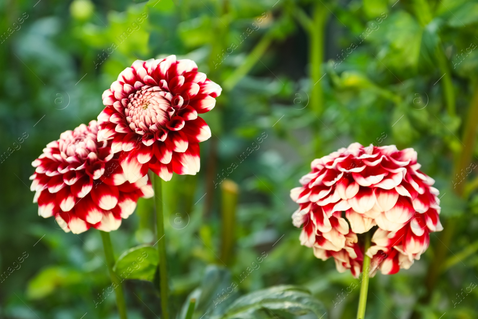 Photo of Beautiful blooming dahlia flowers in green garden