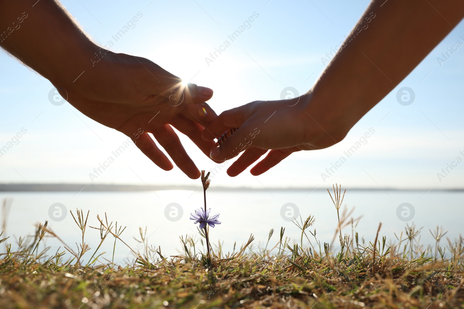 Photo of Couple holding hands over blooming flower outdoors, closeup. Nature healing power