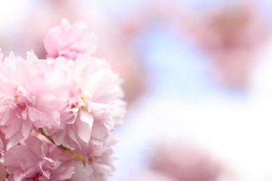 Photo of Beautiful pink sakura blossom on blurred background, closeup. Space for text