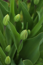 Beautiful unopened tulip buds outdoors on spring day, closeup