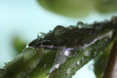 Beautiful flower bud with water drops on blurred background, macro view