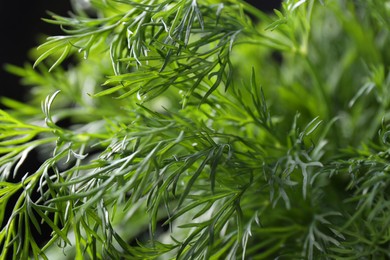 Photo of Sprigs of fresh dill on black background, closeup