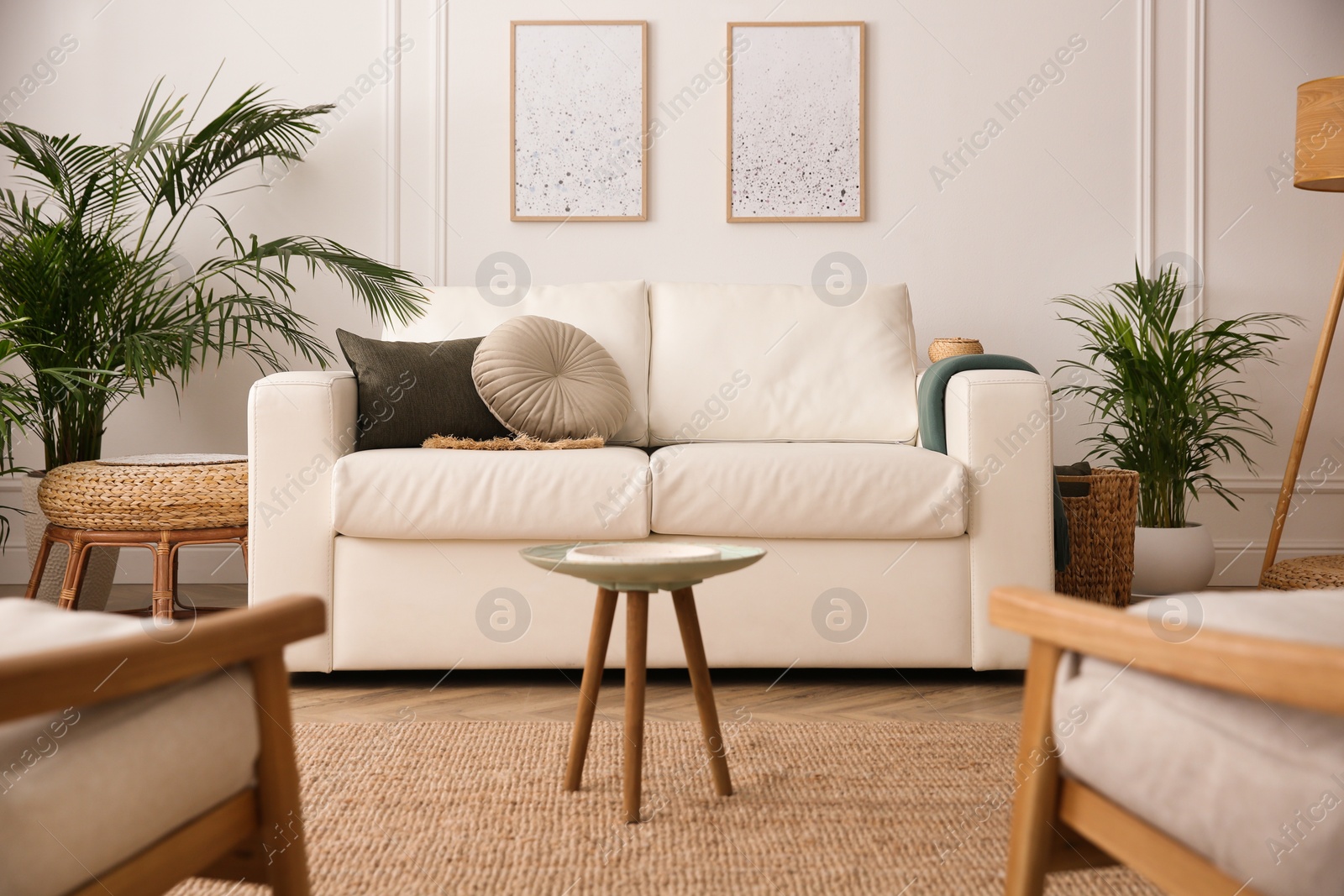 Photo of Beautiful potted house plants in stylish living room