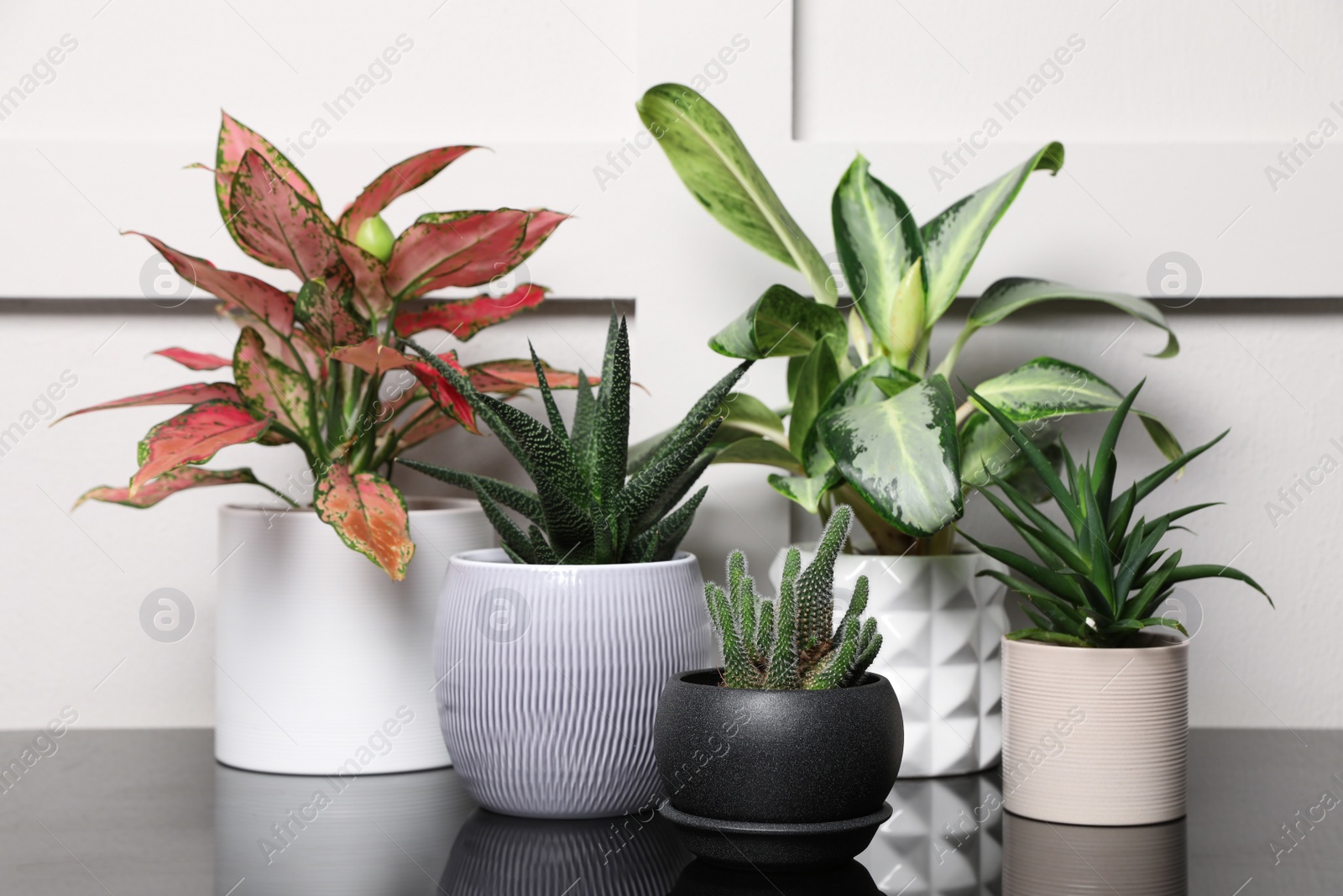 Photo of Many houseplants on black table near white wall