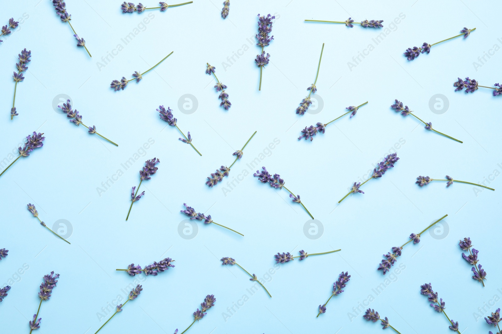 Photo of Beautiful lavender flowers on light blue background, flat lay