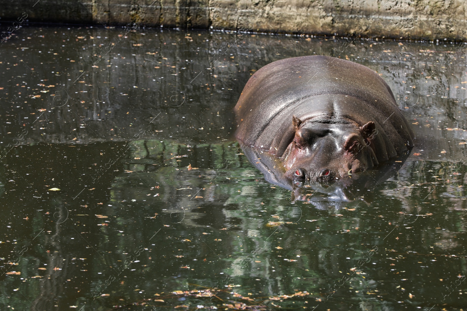 Photo of Big hippopotamus swimming in pond at zoo