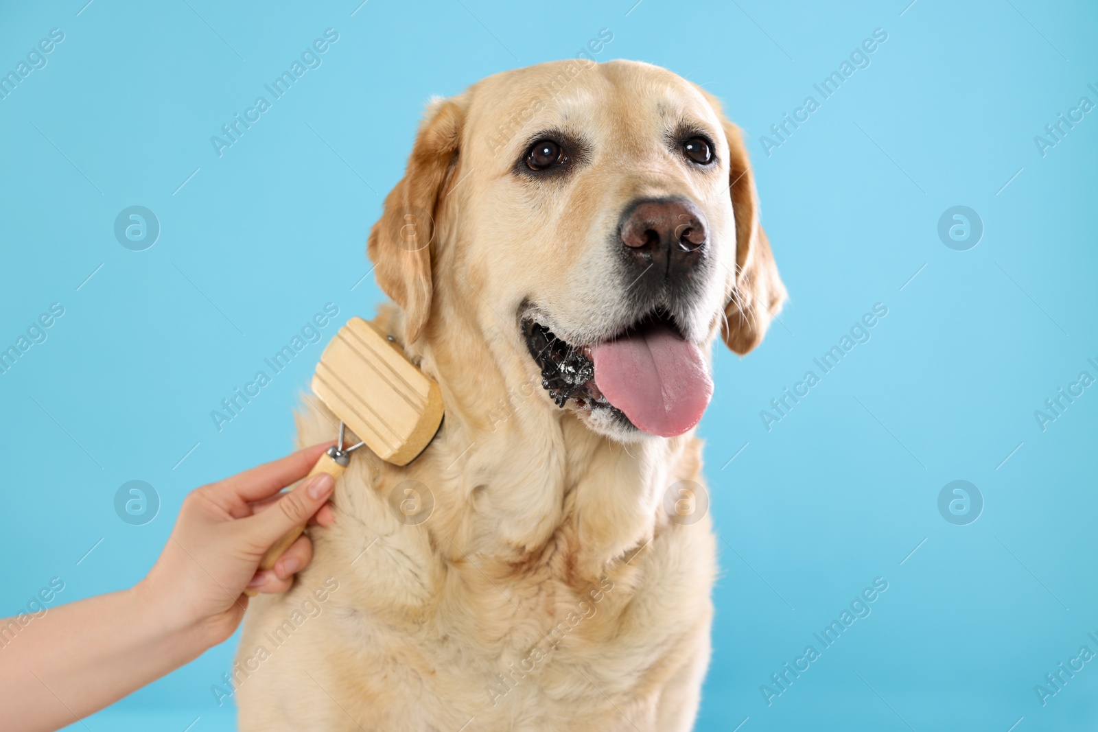 Photo of Woman brushing cute Labrador Retriever dog on light blue background, closeup