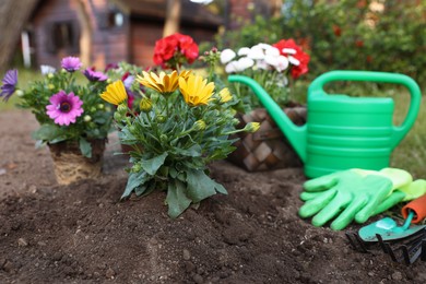 Photo of Beautiful blooming flowers, watering can, gloves and gardening tools on soil outdoors