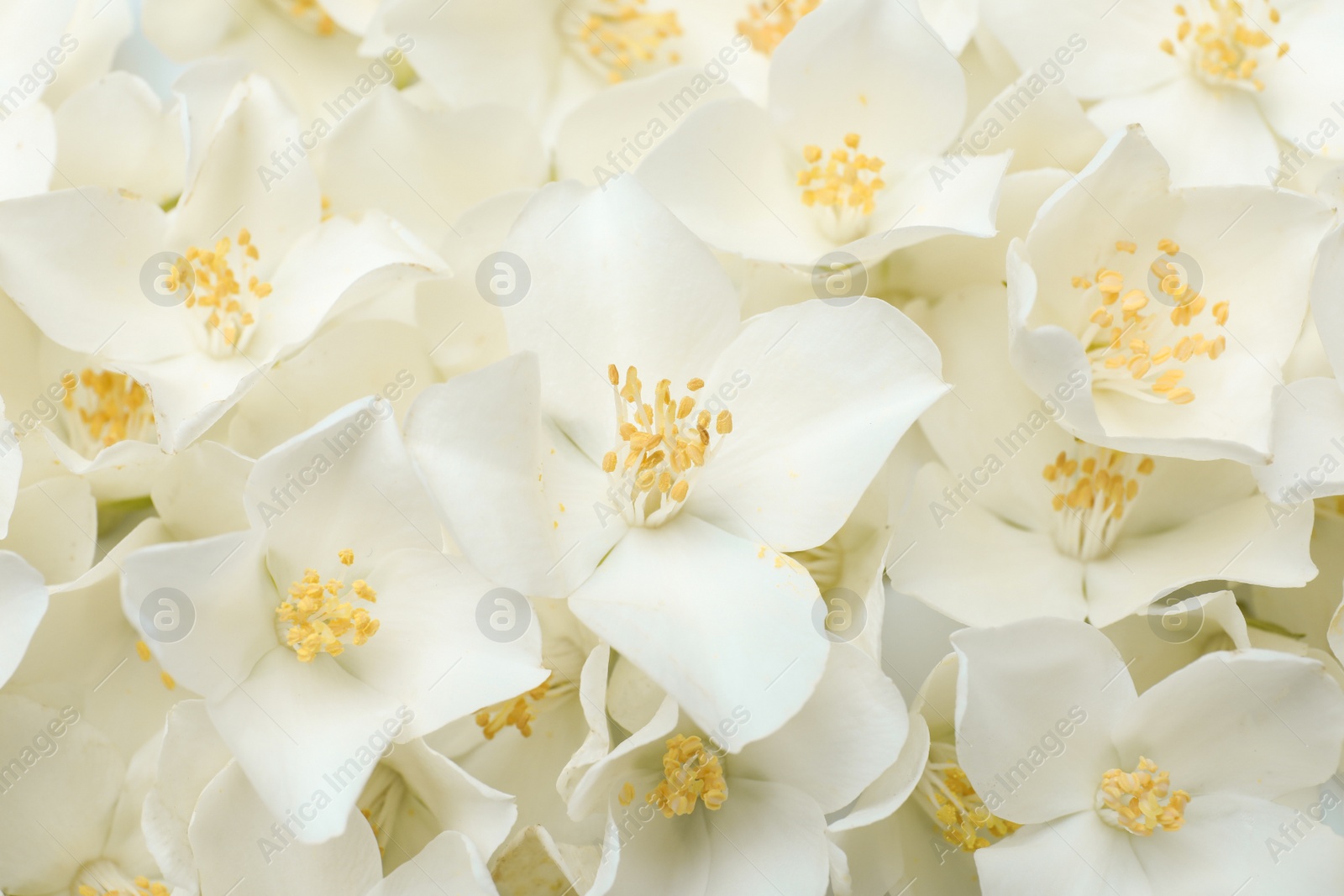 Photo of Closeup of beautiful white jasmine flowers, top view