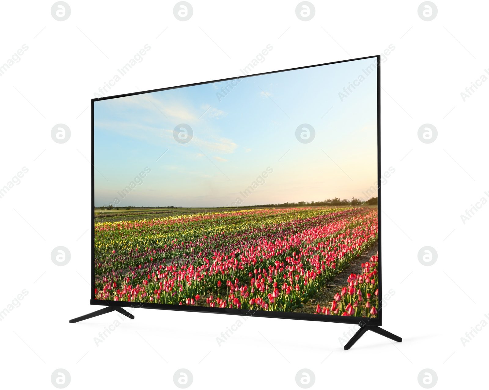 Image of Modern wide screen TV monitor showing field with beautiful tulips isolated on white