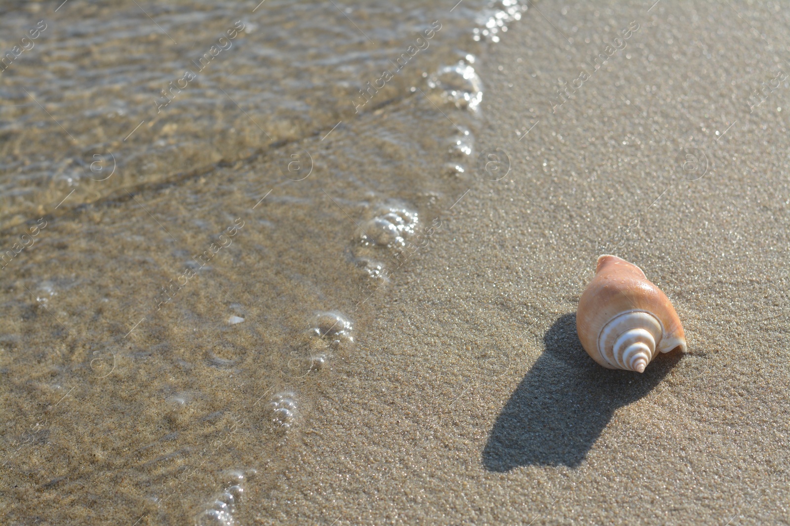 Photo of Sandy beach with beautiful shell near sea on summer day. Space for text