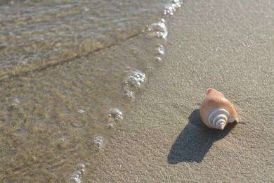 Photo of Sandy beach with beautiful shell near sea on summer day. Space for text