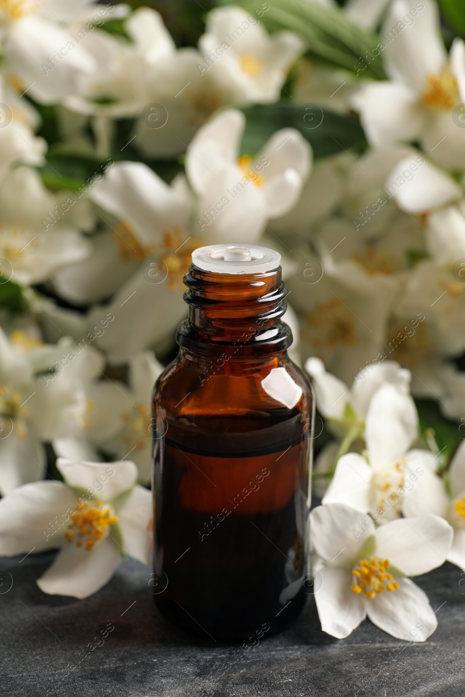 Photo of Jasmine essential oil and fresh flowers on grey table