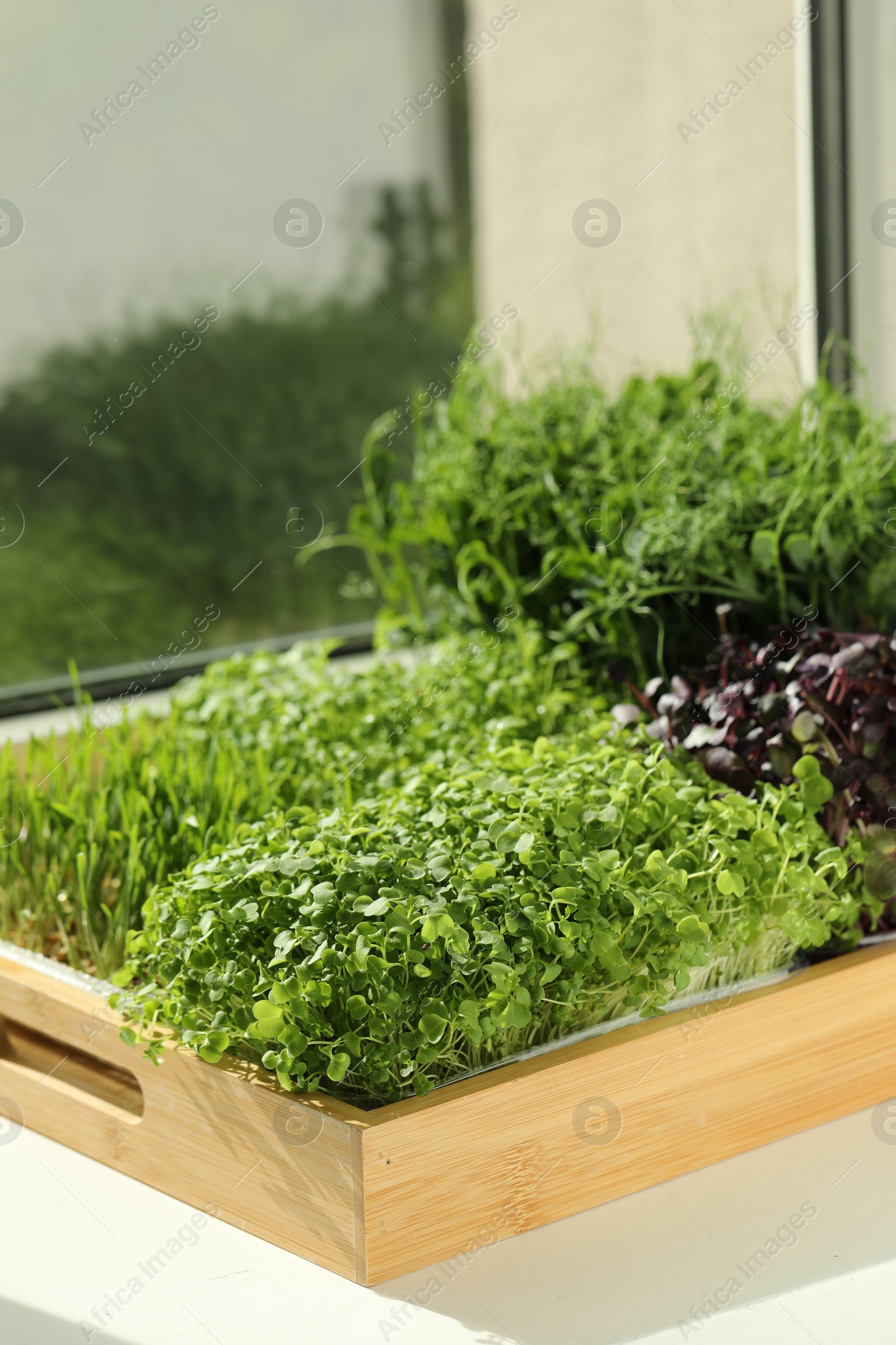 Photo of Different fresh microgreens in wooden crate on windowsill indoors