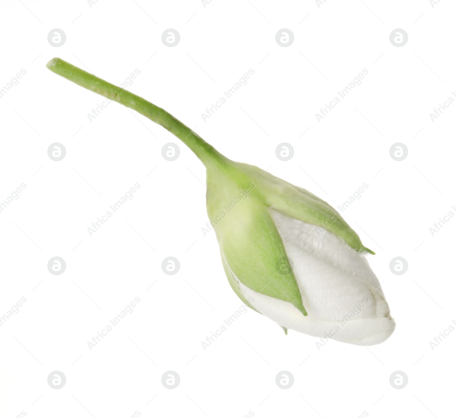 Photo of One fresh jasmine bud isolated on white