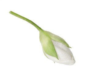 Photo of One fresh jasmine bud isolated on white