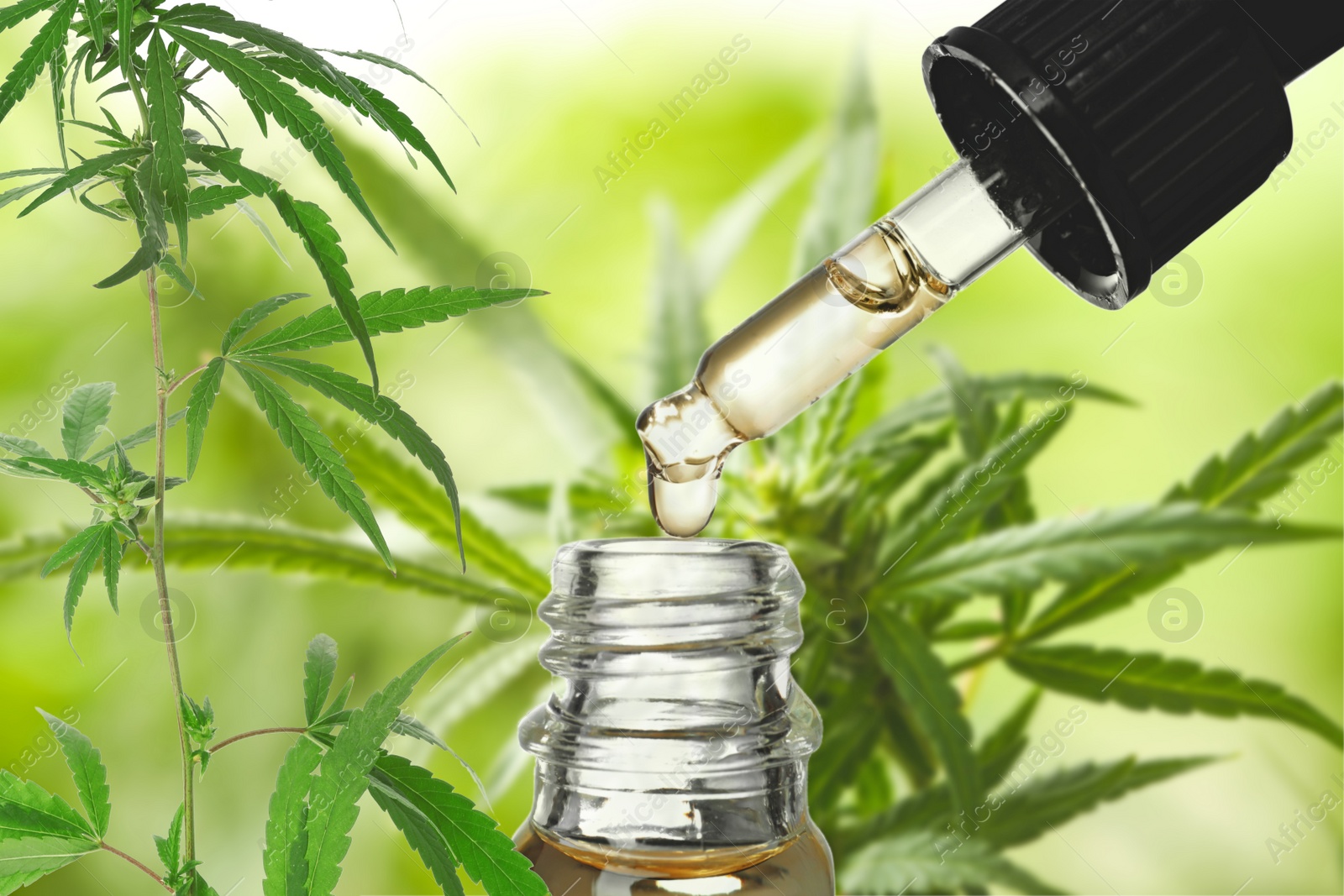 Image of Hemp oil and green plant on background