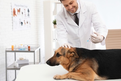 Photo of Professional veterinarian vaccinating German Shepherd dog in clinic