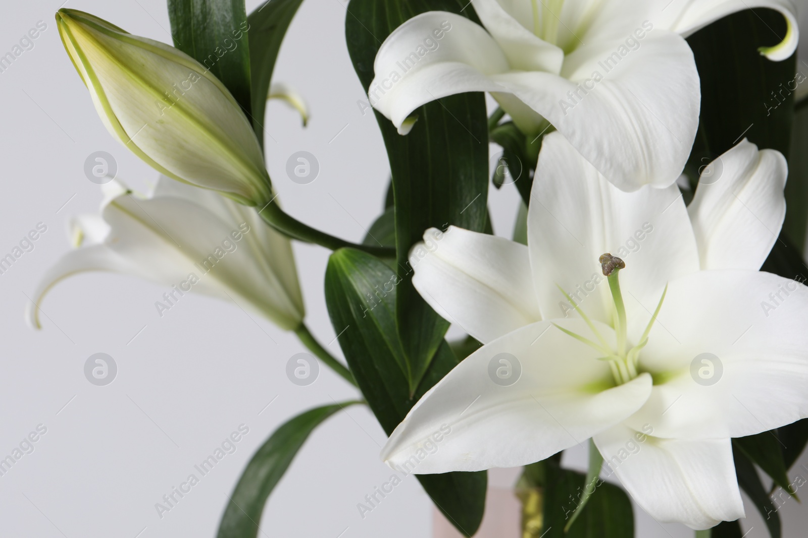 Photo of Beautiful lily flowers on white background, closeup