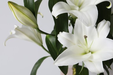 Beautiful lily flowers on white background, closeup