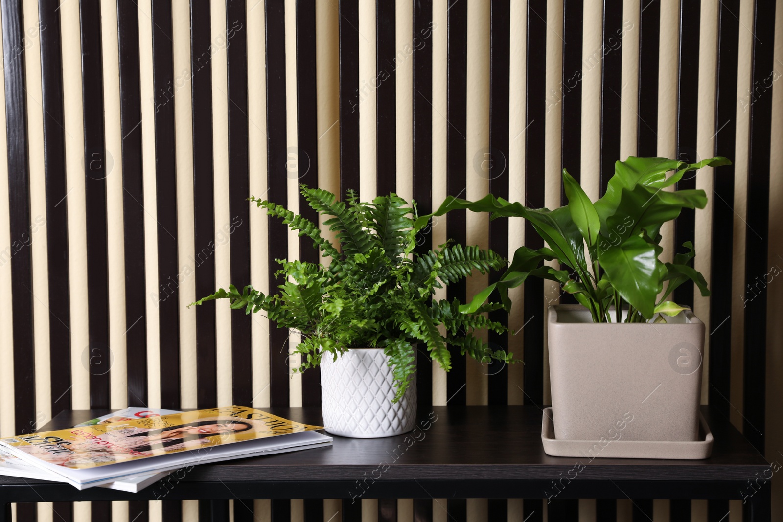 Photo of Beautiful potted ferns and magazines on black table near striped wall