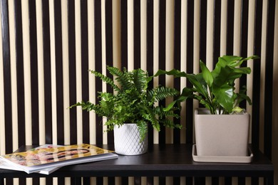 Beautiful potted ferns and magazines on black table near striped wall