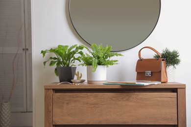 Photo of Beautiful potted ferns and accessories on wooden cabinet in hallway