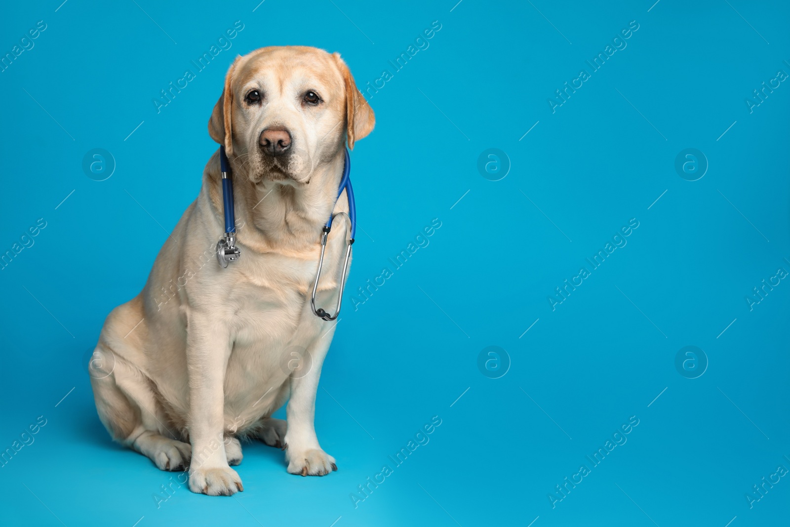 Photo of Cute Labrador dog with stethoscope as veterinarian on light blue background. Space for text